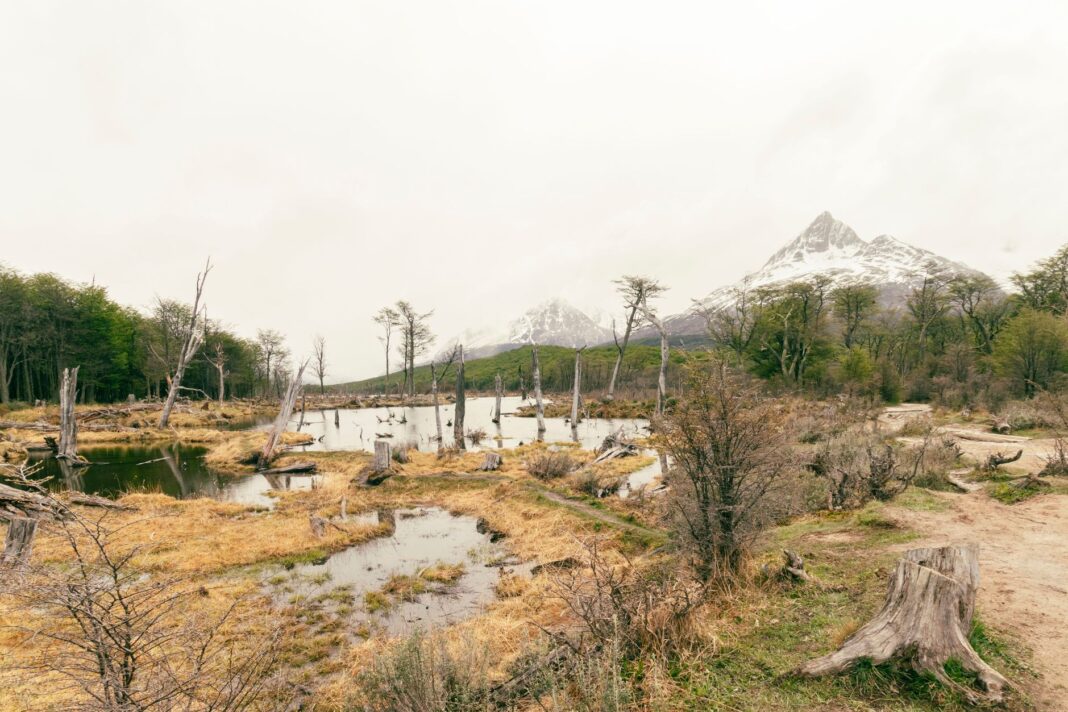 Górska panorama Ushuaia z lasami i mokradłami w Patagonii